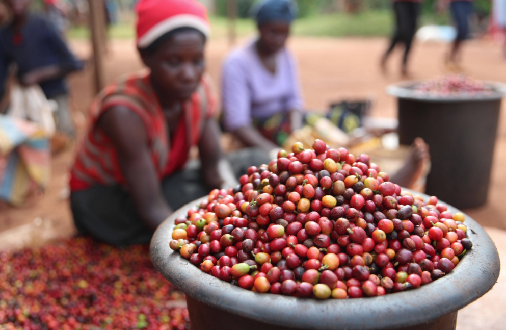 Kenya drip coffee packaging machine